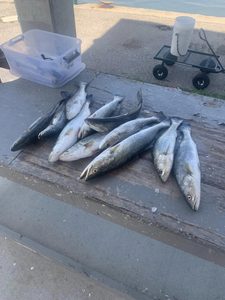 Fishing in Mississippi: Trout Dreams 